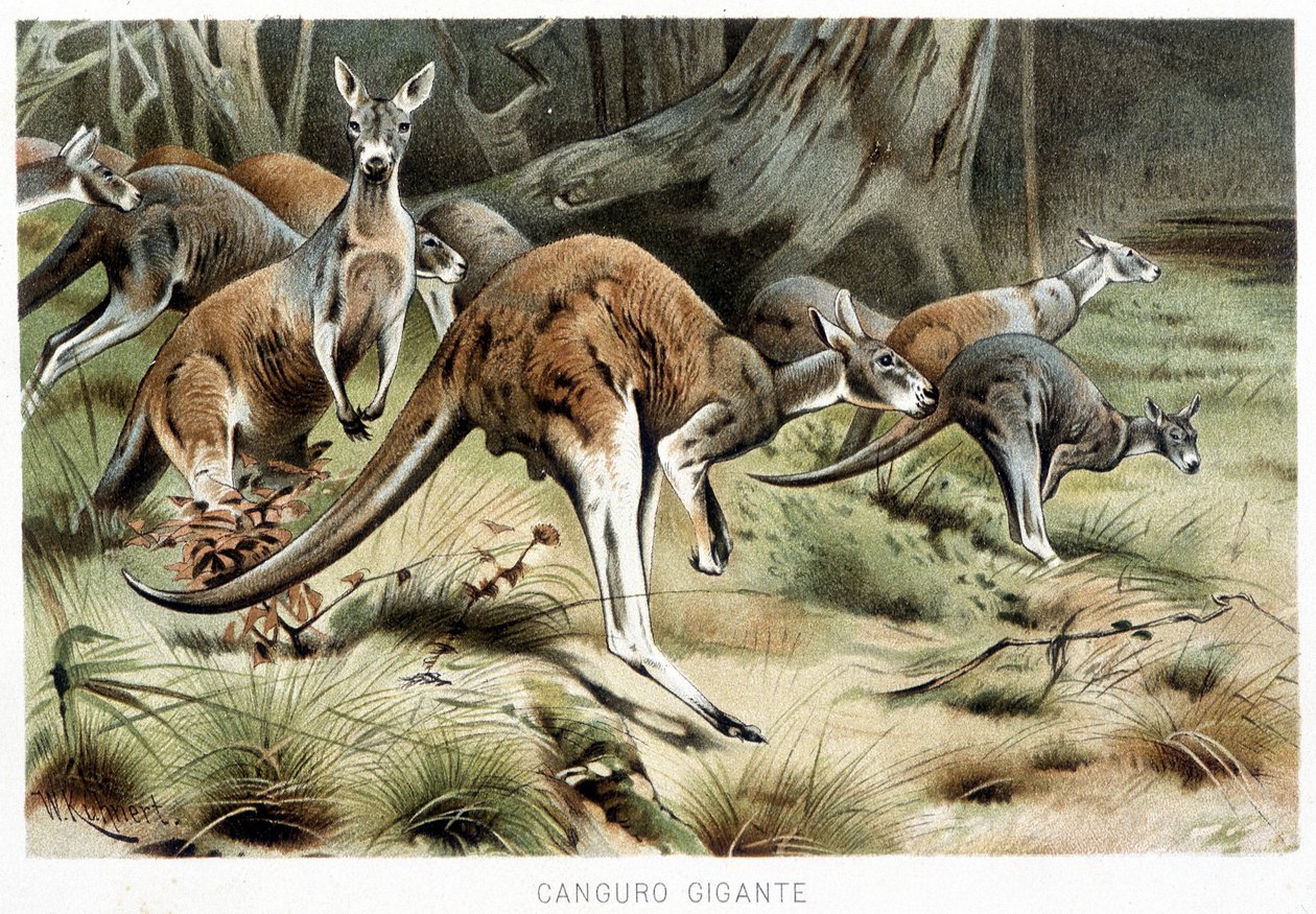 Na Vida dos Animais de Italian School