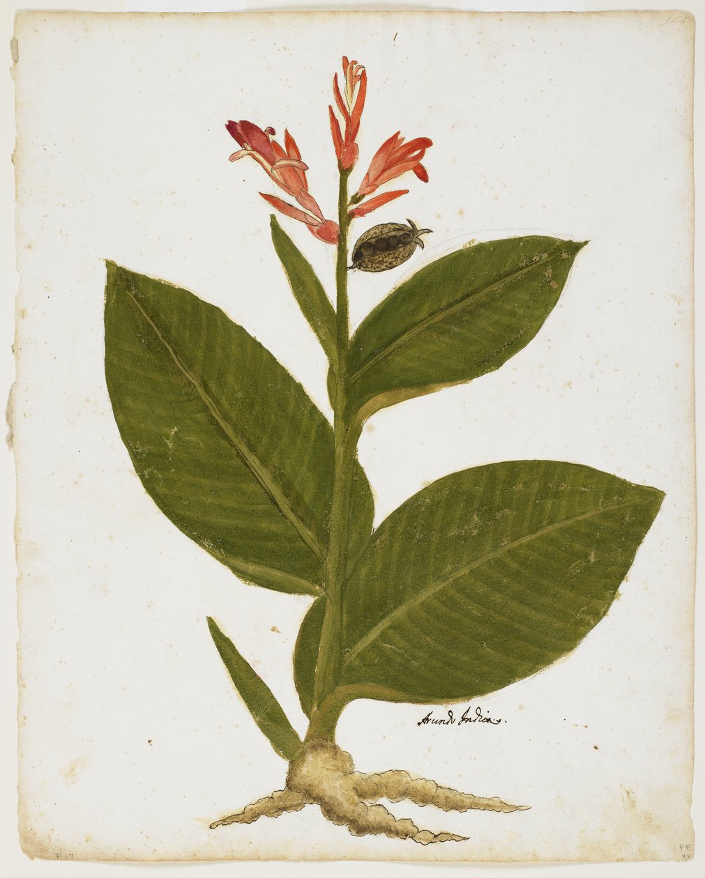 Tiro Indiano (Canna indica) (wc no papel) de Italian School
