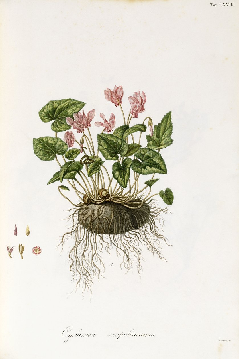 ciclâmen Ivy-Com folhas - Cyclamen napolitana, 1811-1838 de Italian School