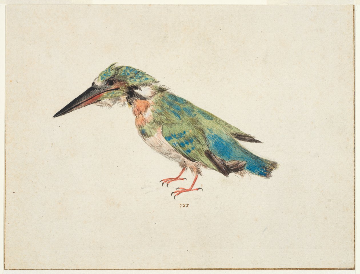 Martim-pescador, c.1650-99 (giz preto, aguarela, aguarela sobre papel vegetal, com linhas de enquadramento a tinta castanha em três margens) de Italian School