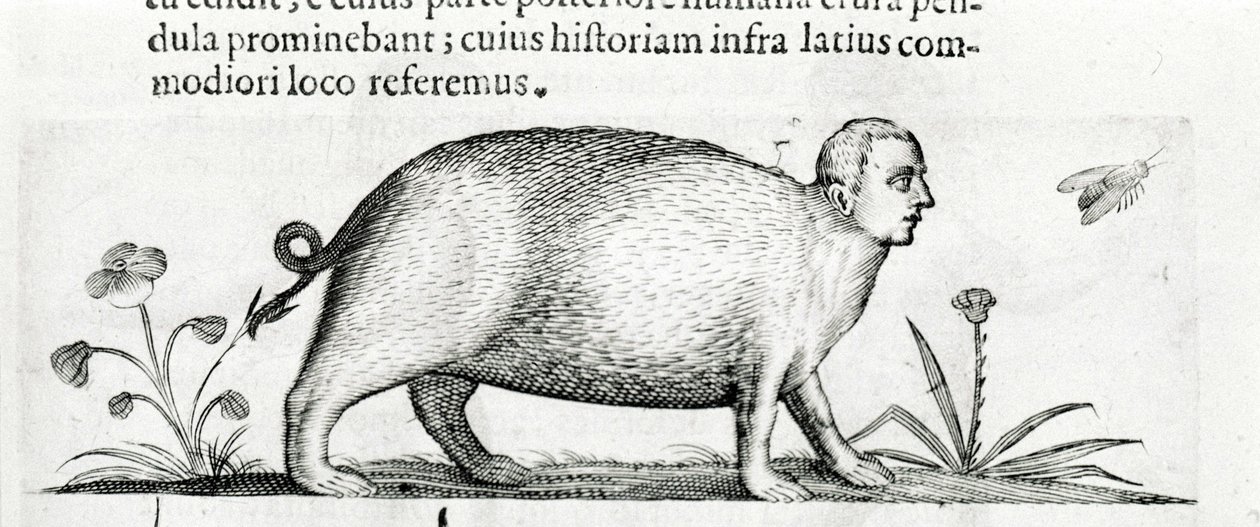 O manticore - em "De monstrorum natura causis libri duo", de Fortunio Liceti de Italian School