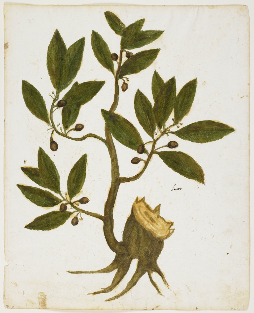 Laurel Tree (Laurus nobilis) (wc e têmpera no papel) de Italian School