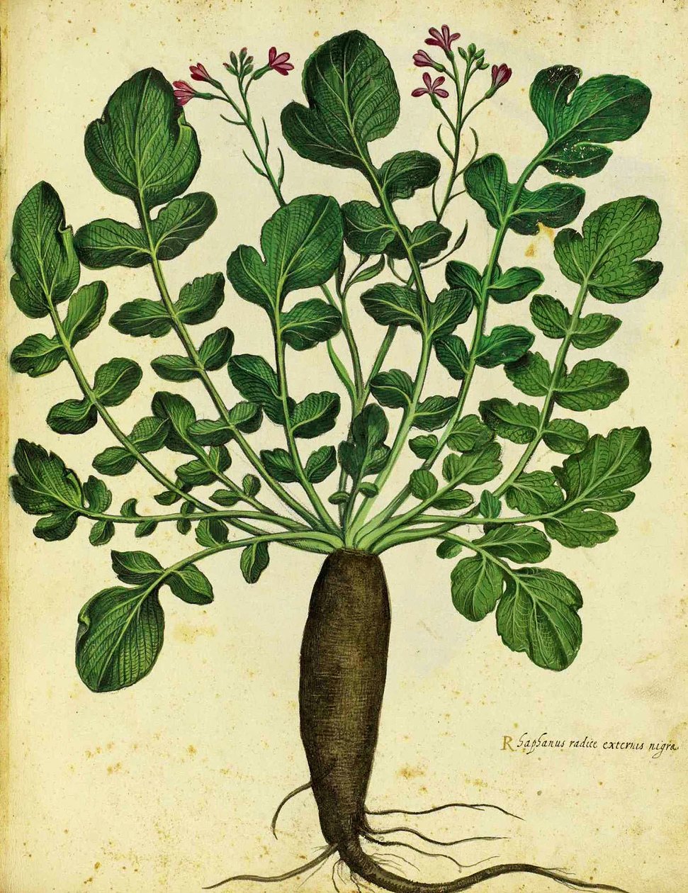 Rabanete longo preto por Ulisse Aldrovandi de Italian School