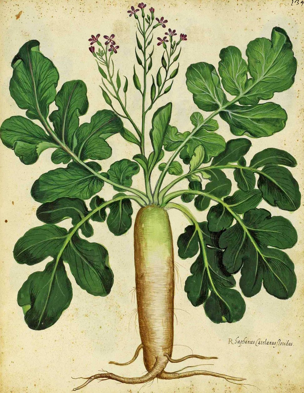 Rabanete branco por Ulisse Aldrovandi de Italian School