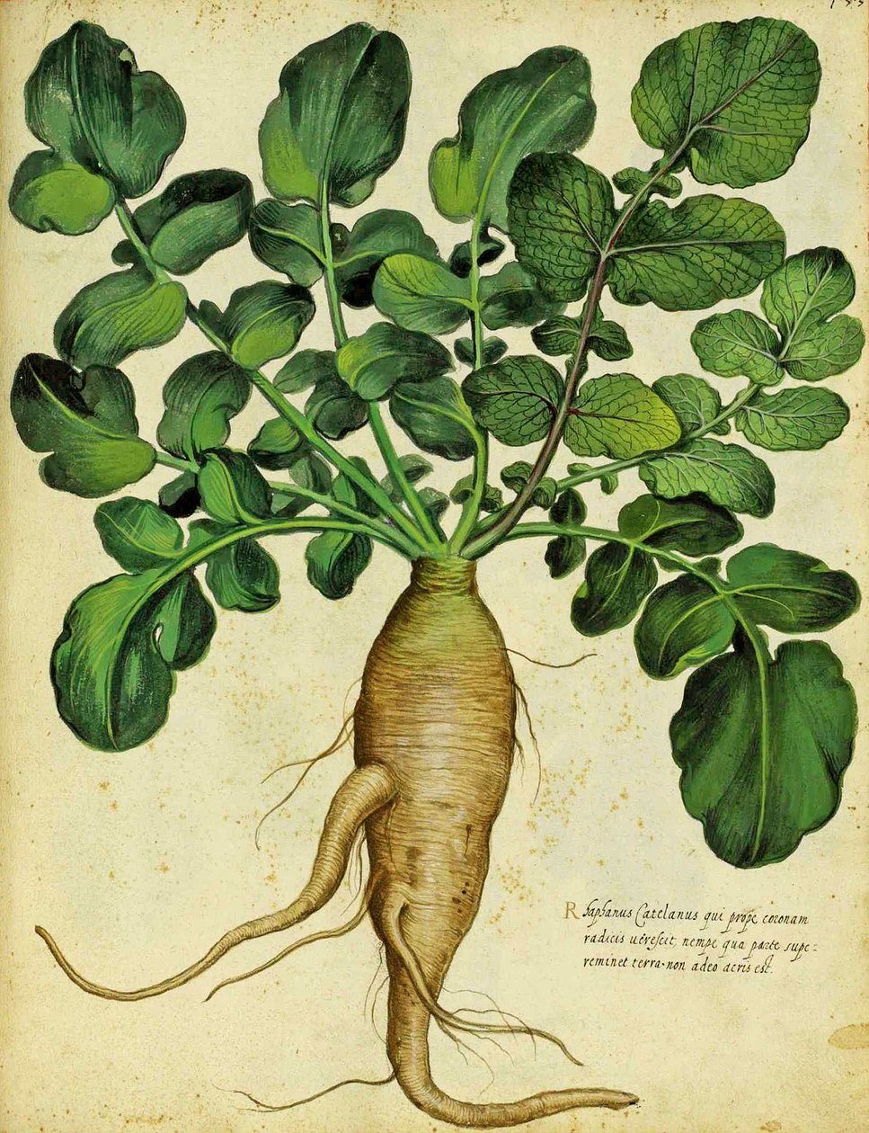 Rabanete branco por Ulisse Aldrovandi de Italian School