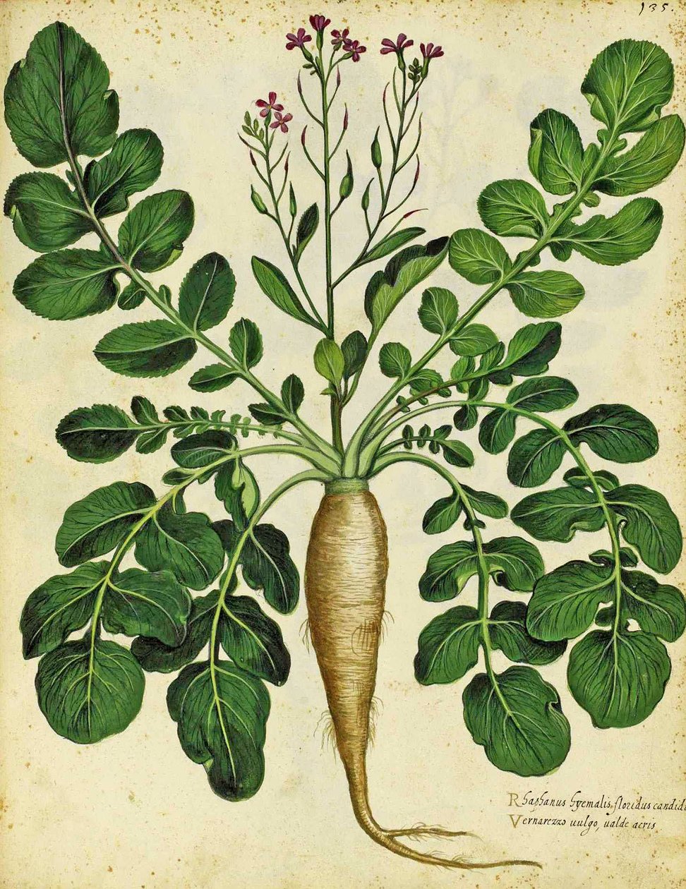 Rabanete branco por Ulisse Aldrovandi de Italian School