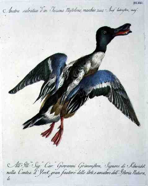 Mallard in Flight, c.1767-76 (gravação a cores à mão) de Italian School