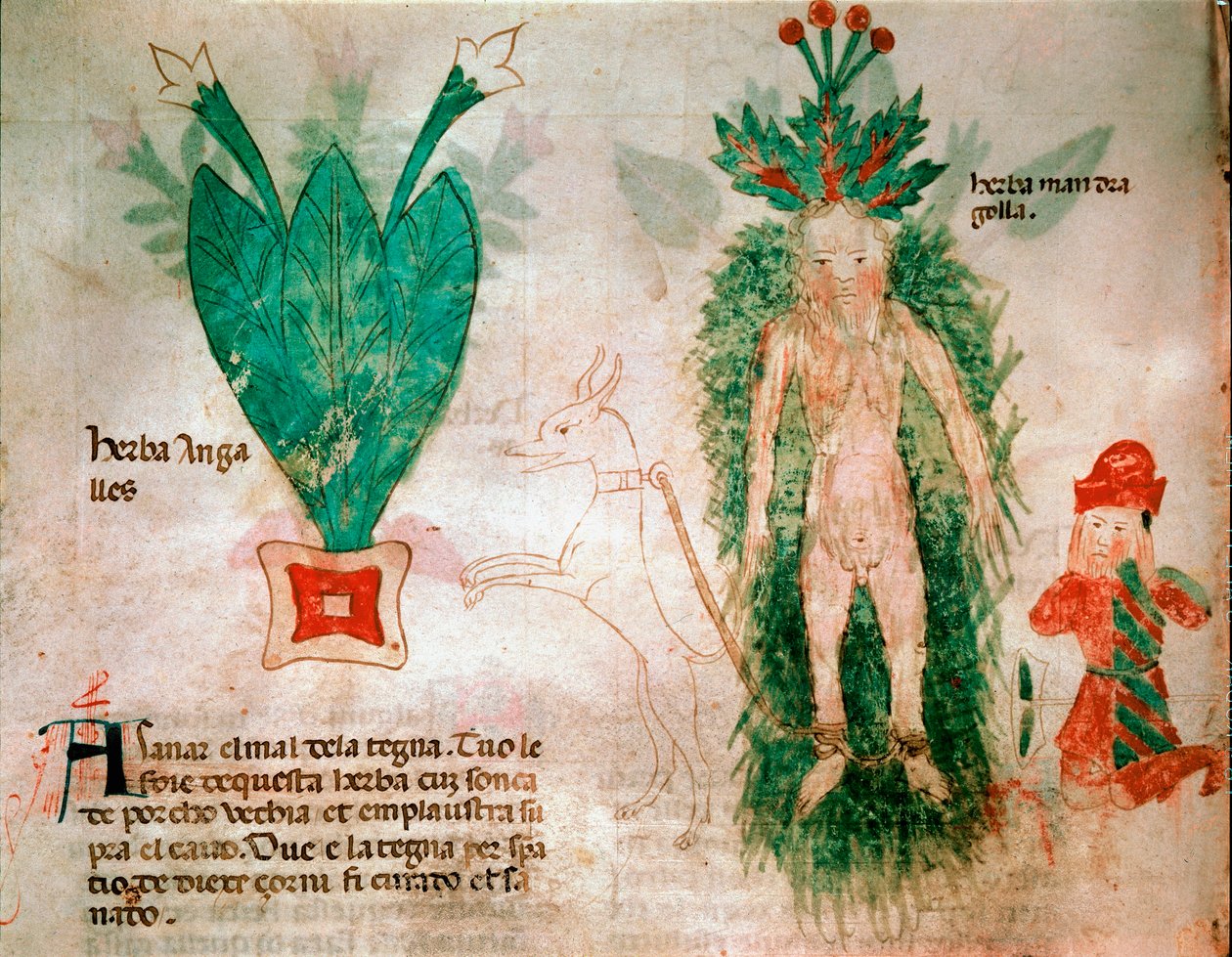 Plantas medicinais: representação da mandrágora. Um cão preso à raiz permite que ela seja removida do solo. Placa retirada de um tratamento de medicina do século XIV Padua, biblioteca dell