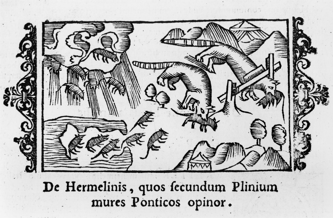 Migração dos lemmings, de &39;Descrição do Norte "por Olaus Magnus (1490-1558) publicada em Roma, 1555 de Italian School