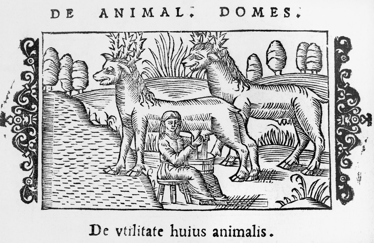 renas de ordenha, ilustração Descrição do Norte por Olaus Magnus (1490-1558), publicado em Roma, 1555 de Italian School