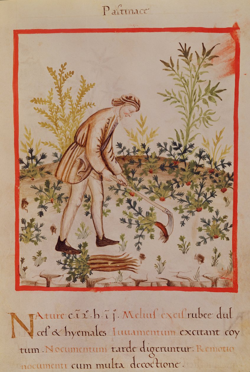 Ms.3054 fol.9 Colhendo pastinaga e cenoura, de 