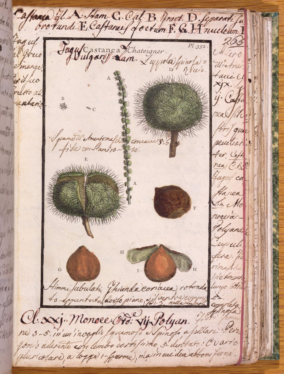 Ms 115 Chestnut, de Dizionario di Botanica (caneta e tinta e wc no papel) de Italian School