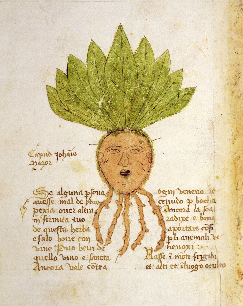 Sra. 1591 Fol.18v. Herba Capud Johannis Mazor (vellum) de Italian School