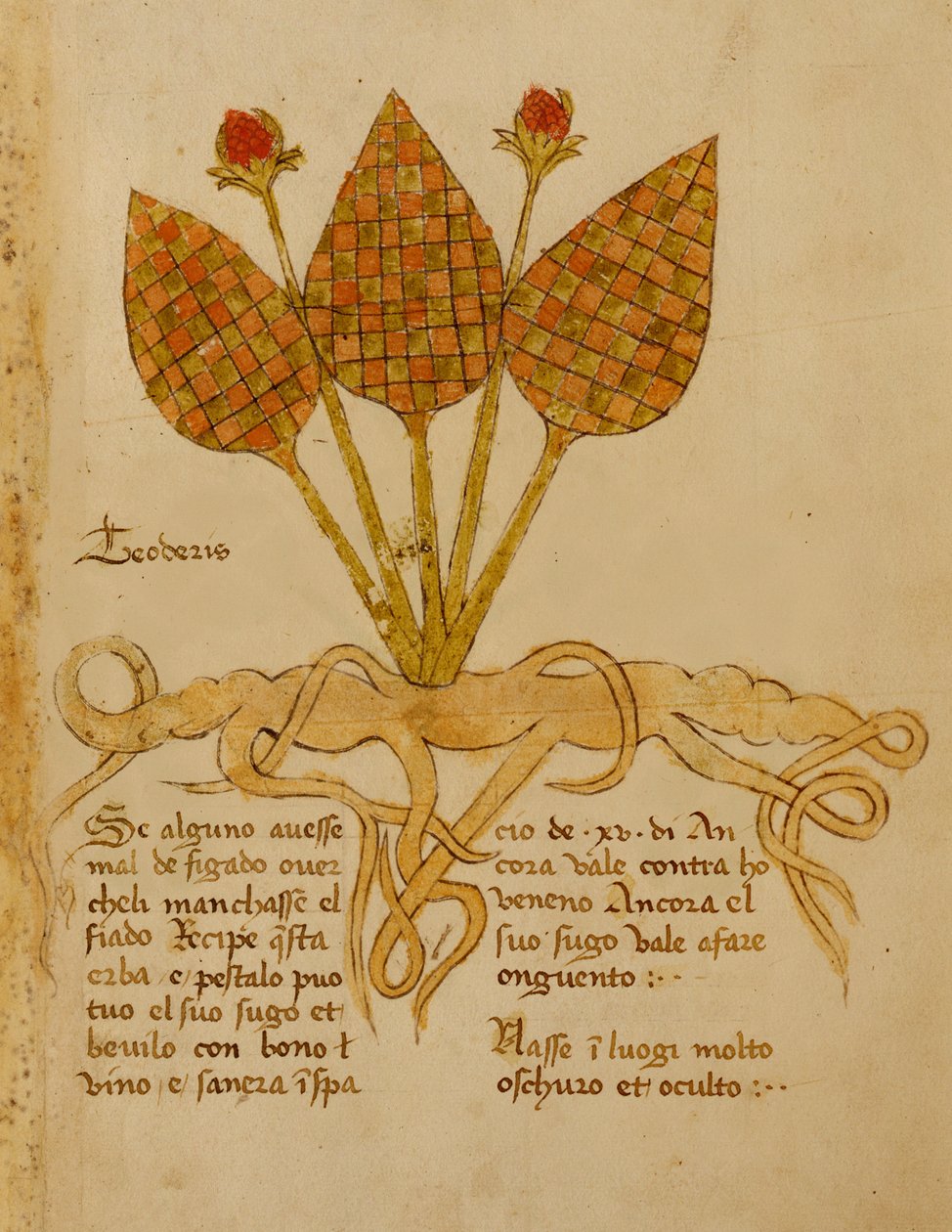 Ms 1591 Fol.19r Herba Teoderis (velino) de Italian School