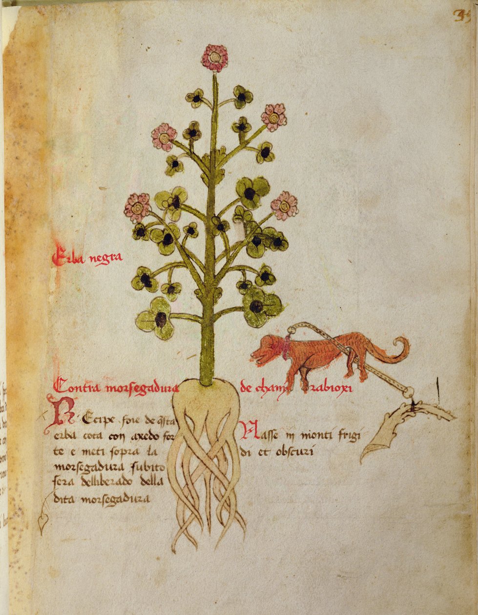 Ms 1591 Fol.38r Herba negra (velino) de Italian School