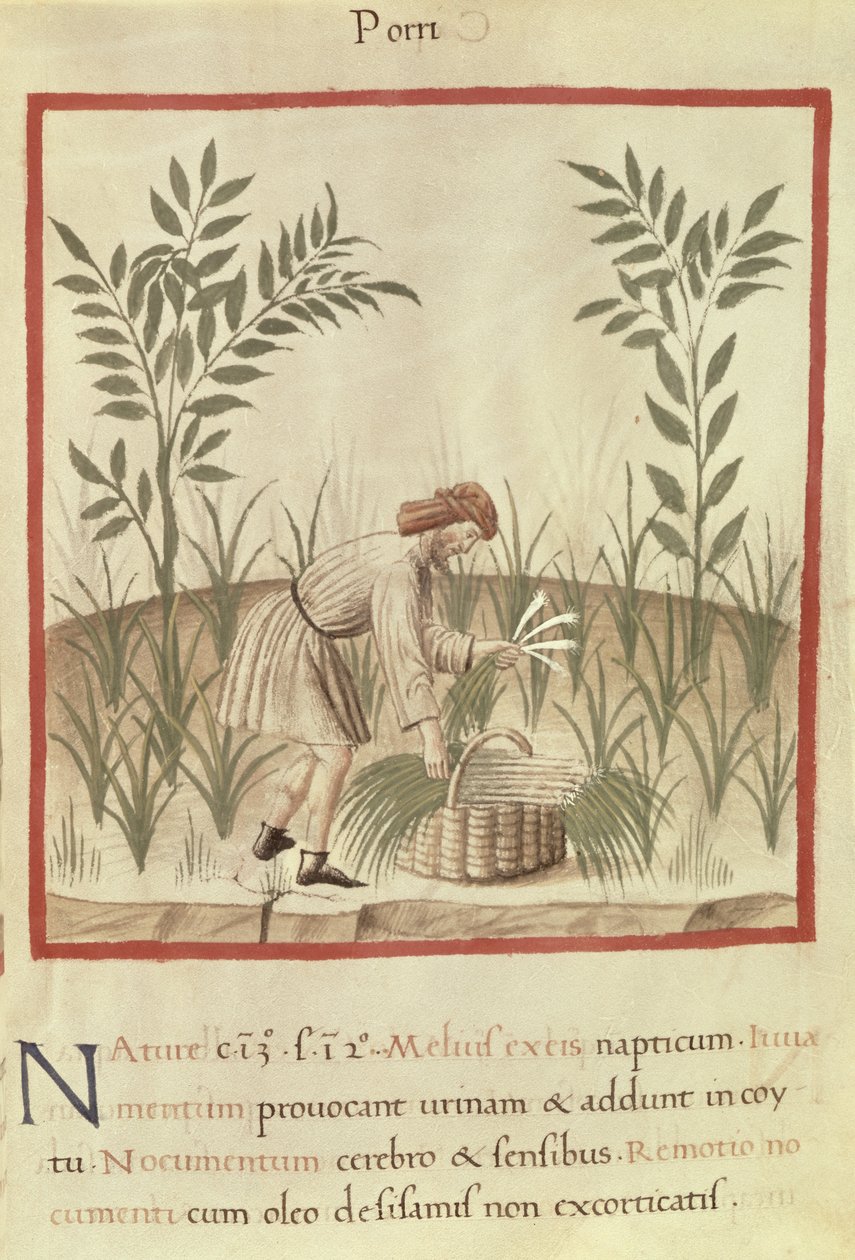 Sra. 3054 f.22 Harvesting Leeks, de 