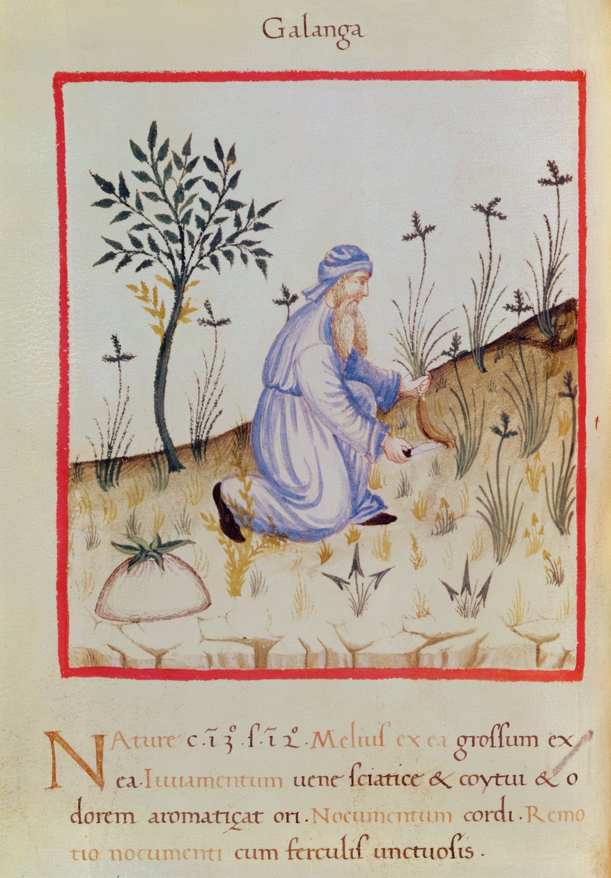 Sra. 3054 f.22 Colheita de galanga, de 