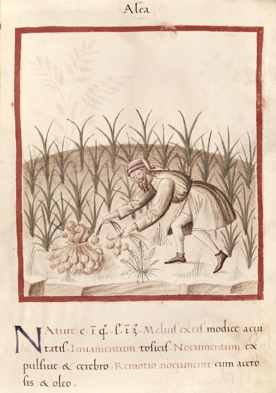 Sra. 3054 fol.23 Colheita de Alho, de 