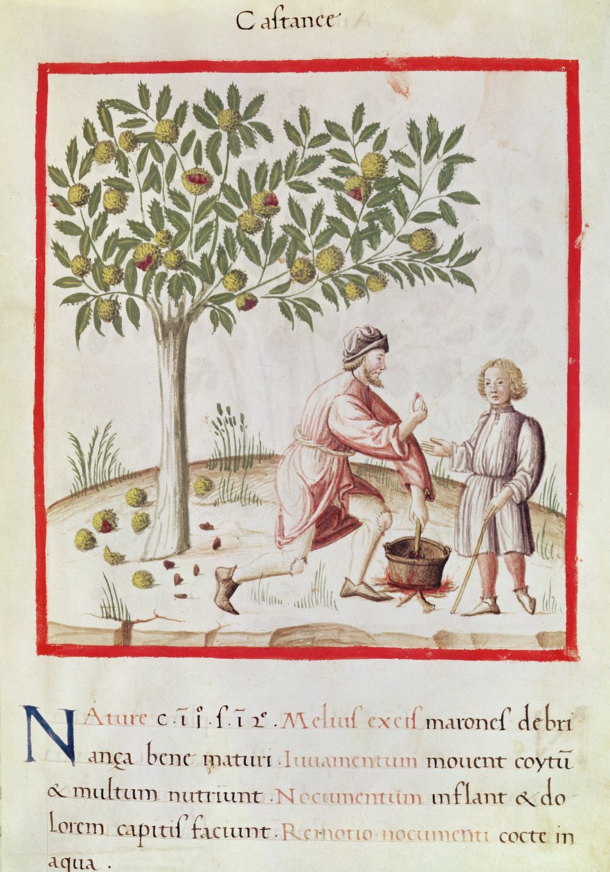 Sra. 3054 fol.31 Colheita e cozedura de castanhas, de 
