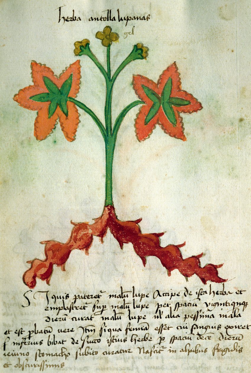 Ms 320 1000 Fol.13r Herba Victoria, de &39;Liber Herbarius junto com seus métodos de fazer medicamentos "por Orgione Rizzardo de Italian School