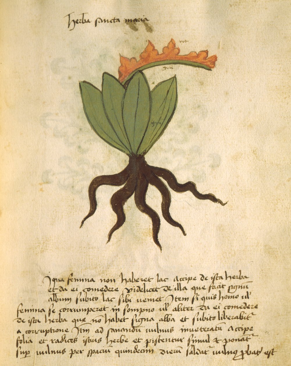 Ms 320 1000 planta fol.28 Santa Maria, de Liber Herbarius juntamente com as razões para o preenchimento dos pedidos por Orgione Rizzardo de Italian School