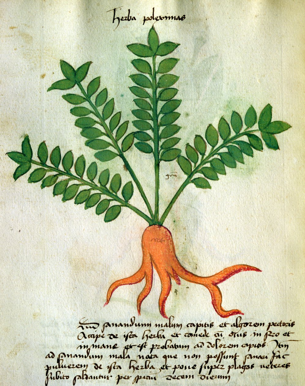 Ms 320 1000 Fol.31 Herba Poleximas, de &39;Herbarius junto com seus métodos de fazer medicamentos "por Orgione Rizzardo (velino) de Italian School