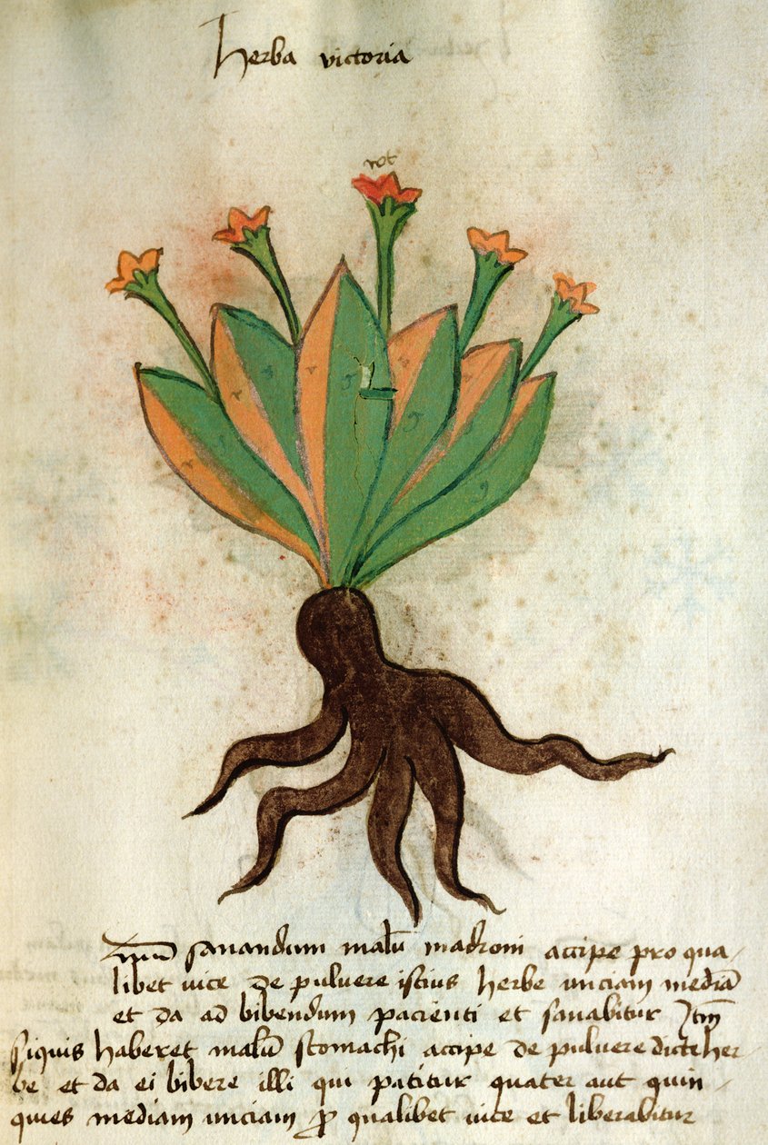 Ms 320 1000 Fol.34r Herba Victoria, de &39;Herbarius junto com seus métodos de fazer medicamentos "por Orgione Rizzardo de Italian School