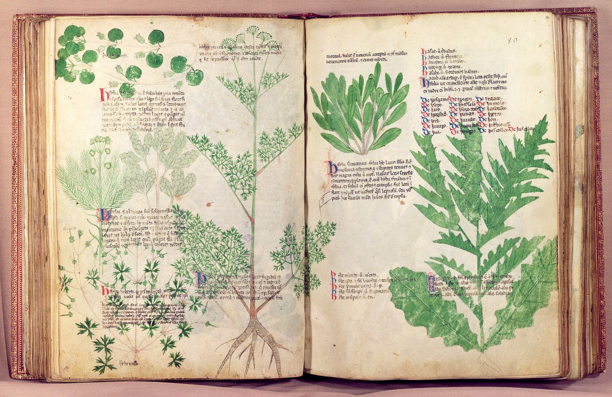 MS 6823 fol.19v de cerca de 80 plantas e ervas de Manfred de montagem imperial, c.1330-40 de Italian School