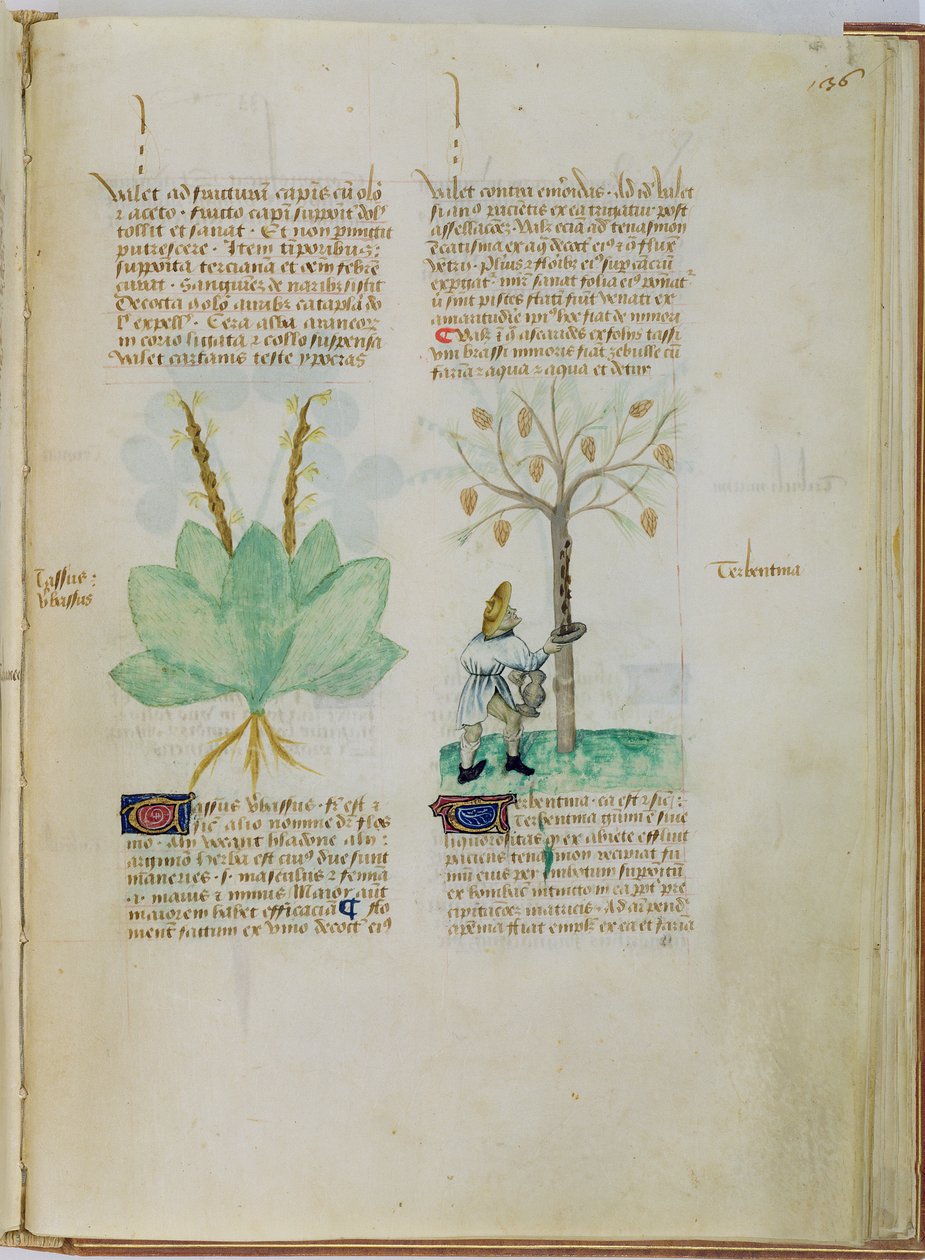 Ms Lat 993 L.9.28 fol.136r Coletando terebintina, de 
