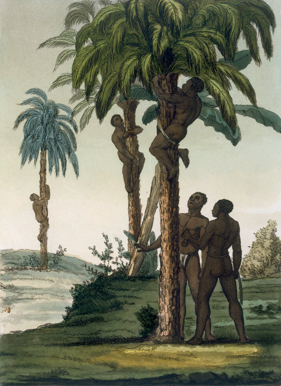 Os nativos sobem as palmas das mãos usando cabeços de tipóia em torno dos quadris, 1820s30s de Italian School