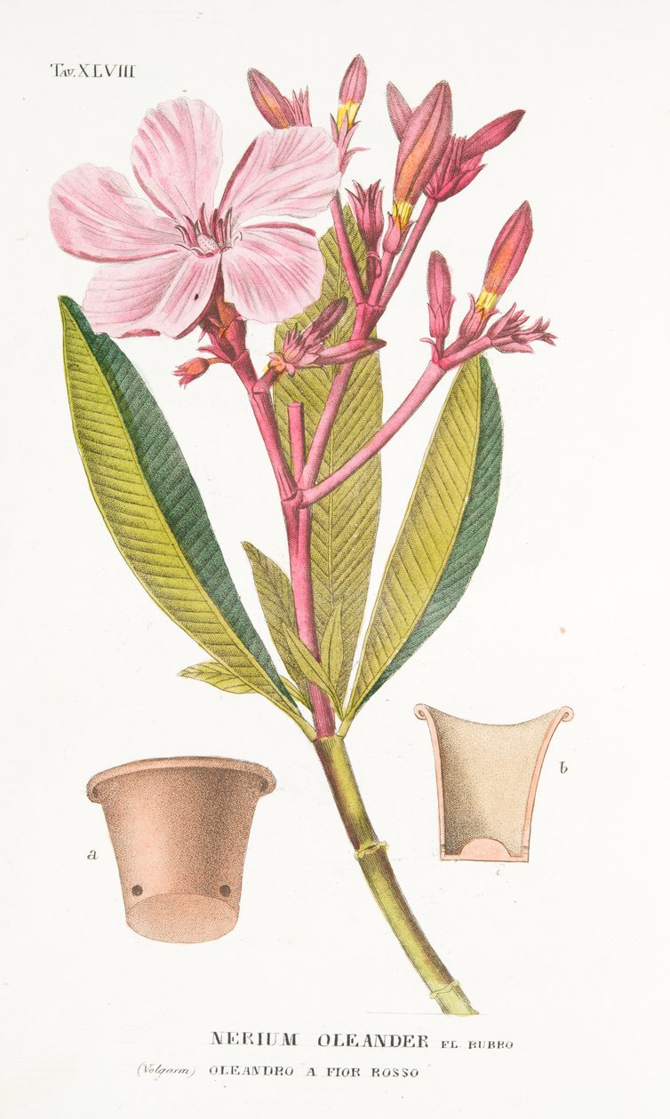 Nerium Oleander el Bubro, Placa XLVIII, de LAtotrophy Or Cultivation DeFiori por Antonio Piccioli, pub.1834 de Italian School