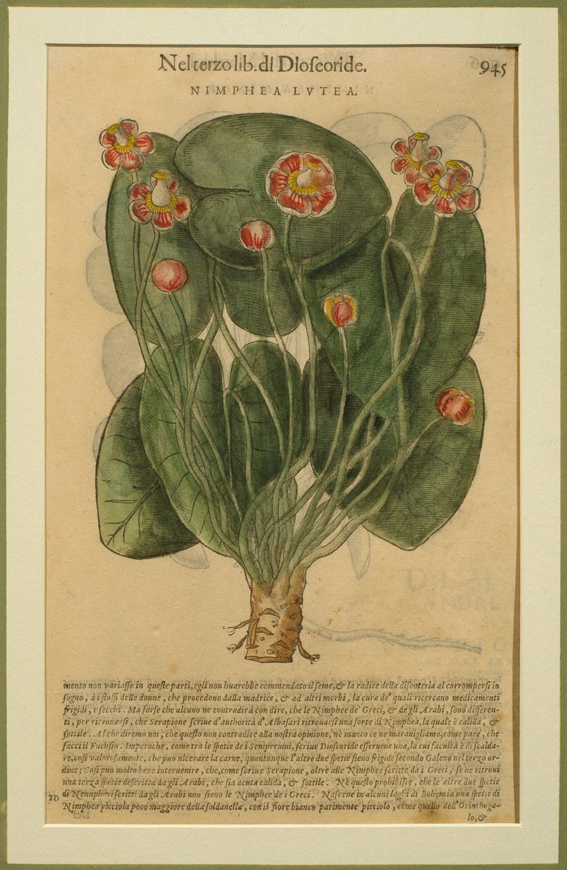 Nimphea Lutea, a placa botânica dos Discursos de Pietro Andrea Mattioli (1501-77) publicada em Veneza, 1570 de Italian School