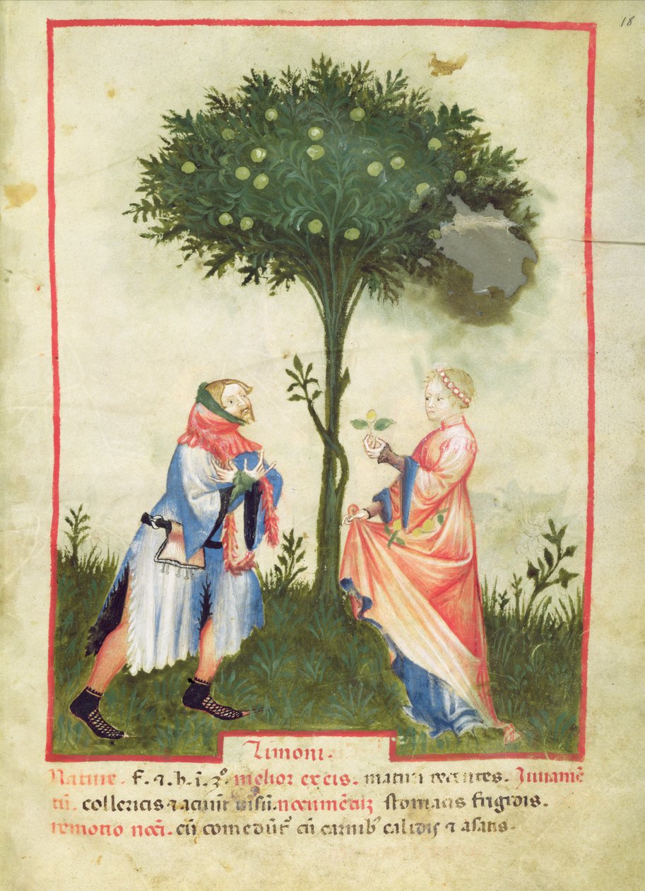 Nouy Acq Lat 1673 fol.18 colheita Limões, de Tacuinum saudável, c.1390-1400 de Italian School