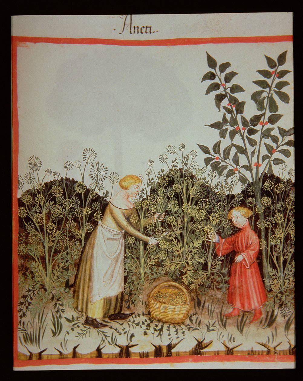 Nova 2644 f.32r Gathering DUT Tacuinum saudável Codex de Italian School