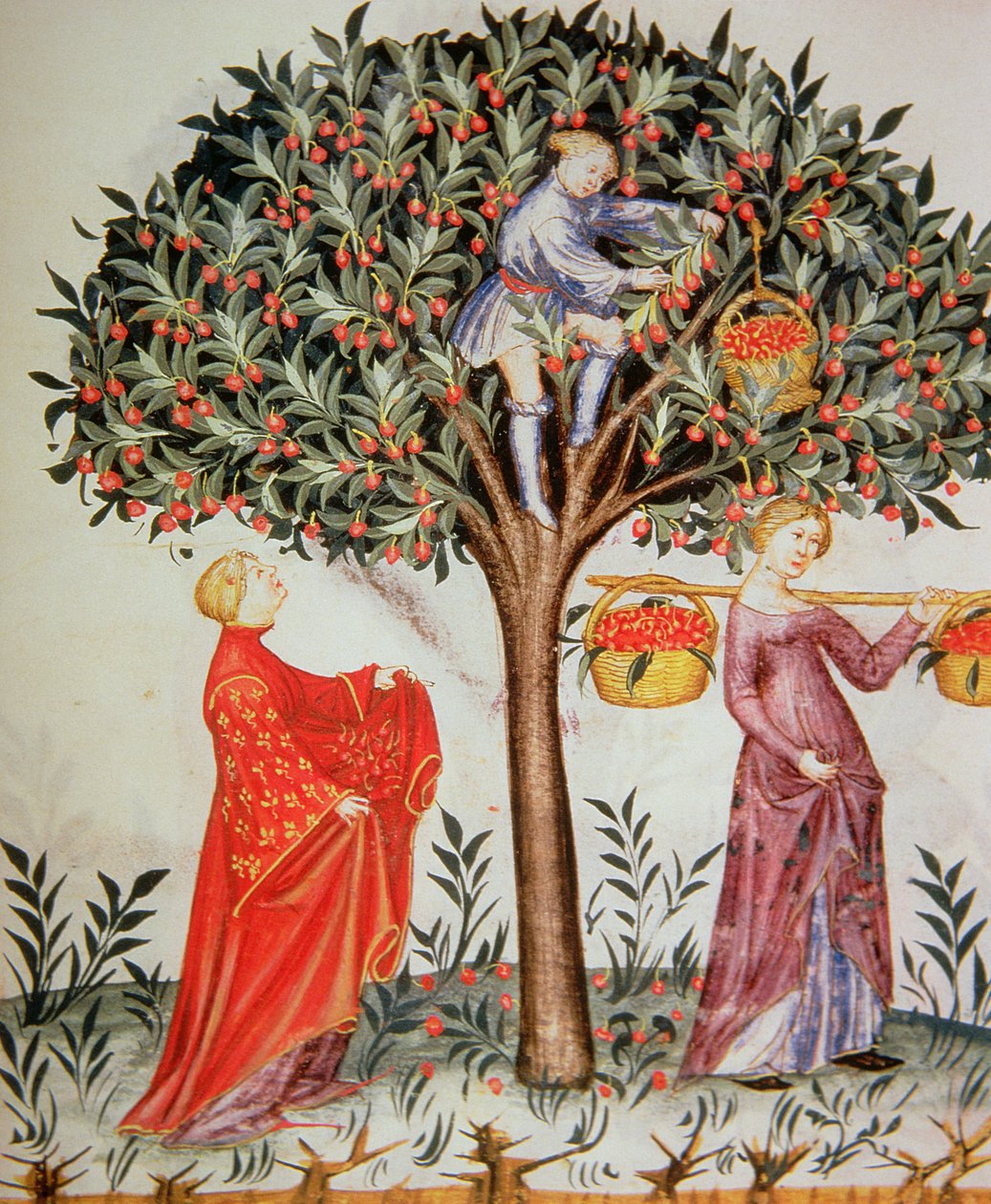 Nova 2644 fol.12r Cerejas colhidas, do Tacuinum Sanitatis Codex Vindobonensis de Italian School