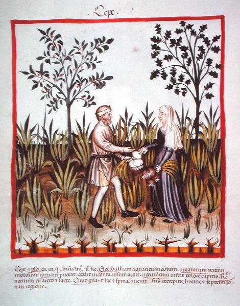 Nova 2644 fol.25v Colheita de cebolas, de Tacuinum Sanitatis Codex Vindobonensis (vellum) de Italian School