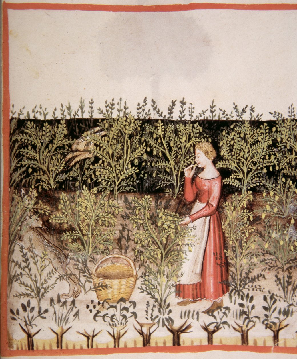 2644 fol.49 r Escolher grão de bico frescos, Tacuinum saudável Codex de Italian School