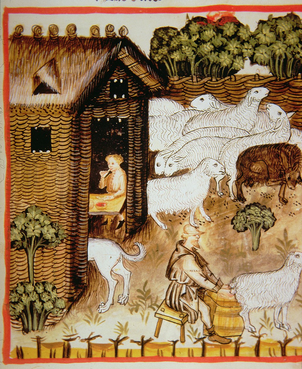 A criação de ovinos 2644 Fol.59r, doce de leite fresco de Tacuinum saudável de Italian School