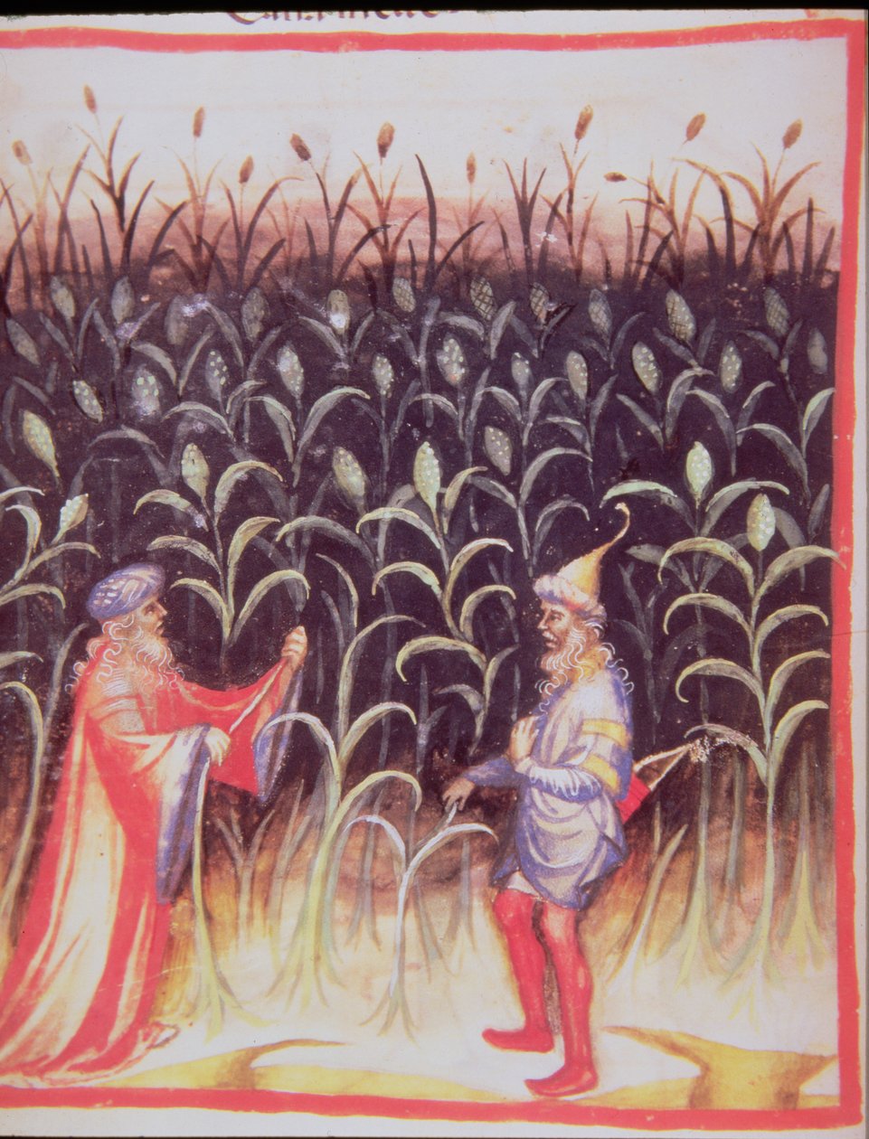 Nova 2644 fol.92v o cultivo de cana-de-açúcar, a partir de Tacuinum saudável de Italian School