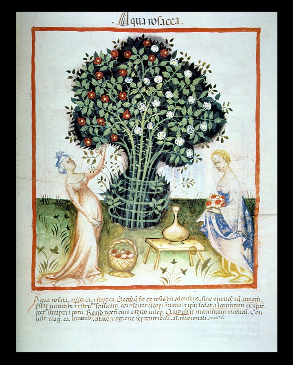 2644 Rose fol.93r água fresca, a partir do Tacuinum Codex saudável de Italian School