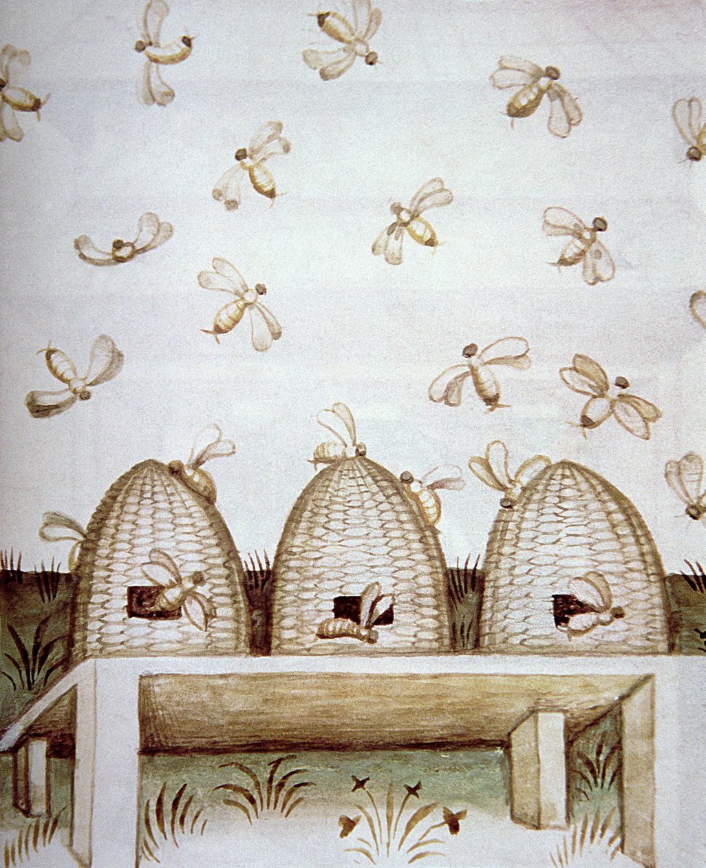 Novos 2644 fol.94v Colmeias, de Tacuinum saudável de Italian School