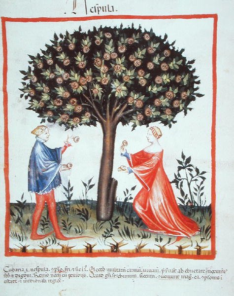 Nove 2644 fol.10v Nozes de Colheita, de Tacuinum Sanitatis Codex Vindobonensis (vellum) de Italian School