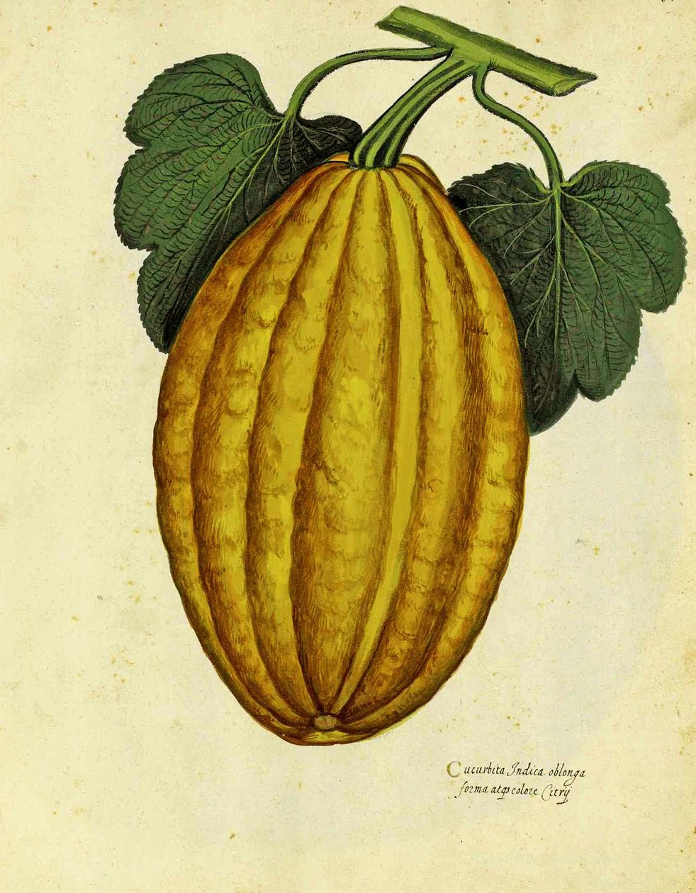 Squash oblongo por Ulisse Aldrovandi de Italian School