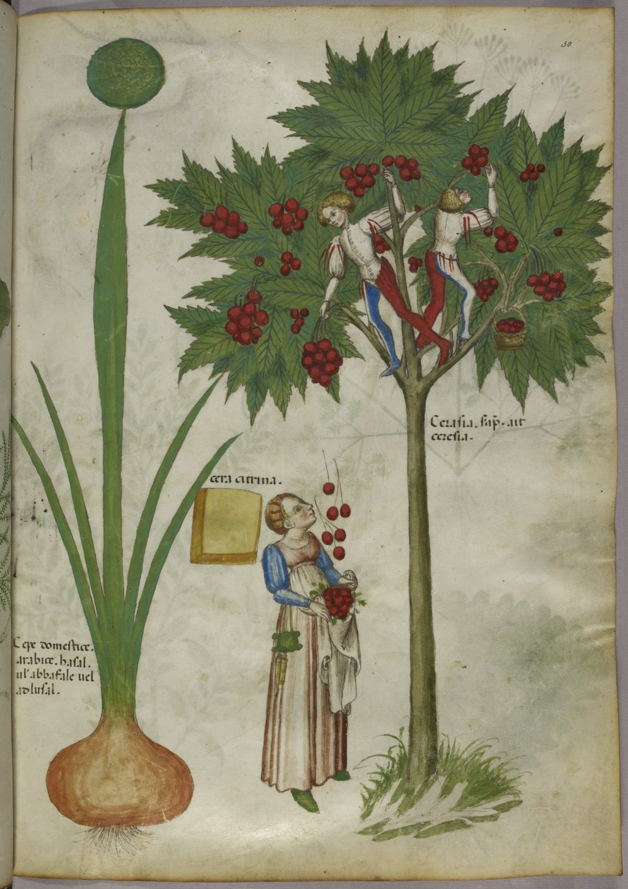 Cebola e cerejeira, c.1440 (tinta e cor sobre velino) de Italian School