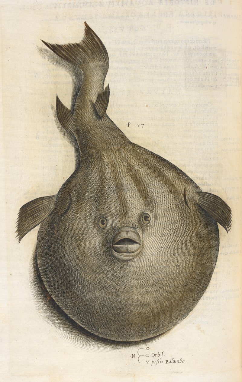 Orbis. Pesci Palombo, ilustração de 