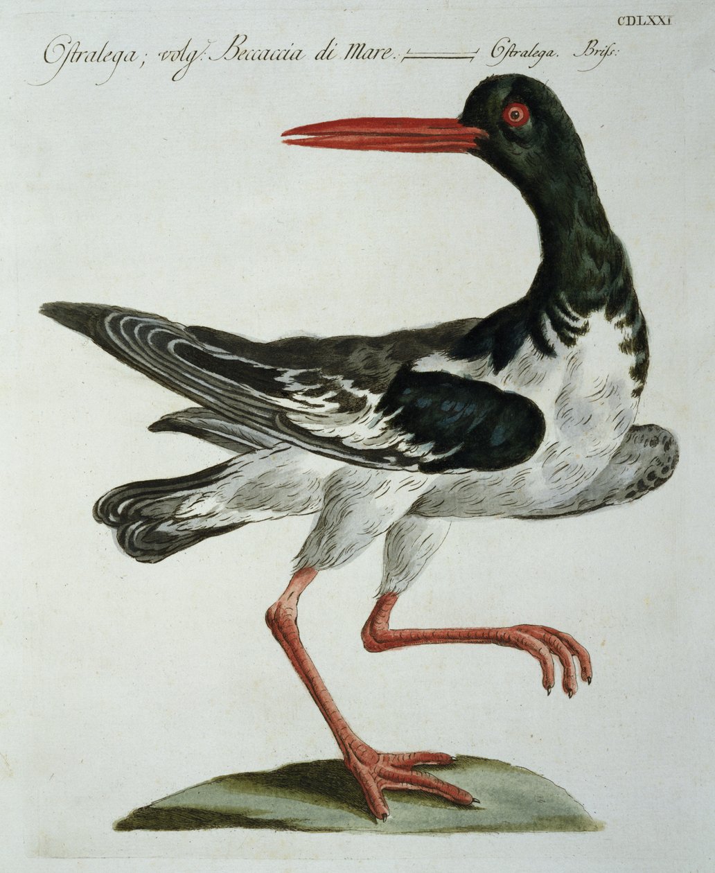 Oyster Catcher, c.1767-76 (gravura colorida à mão) de Italian School