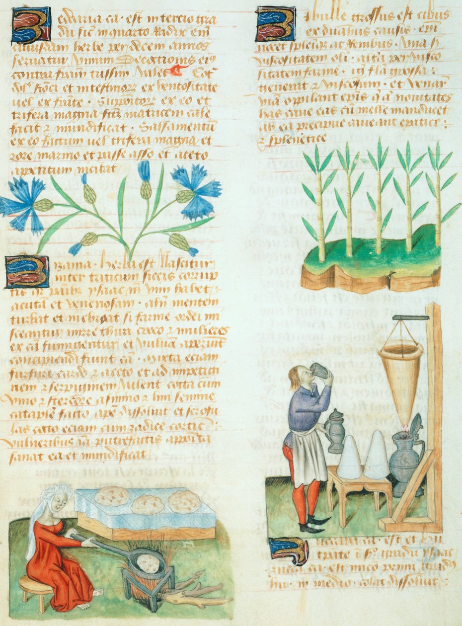 Página do Tractatus de Herbis da Dioscorides Pedanius de Italian School