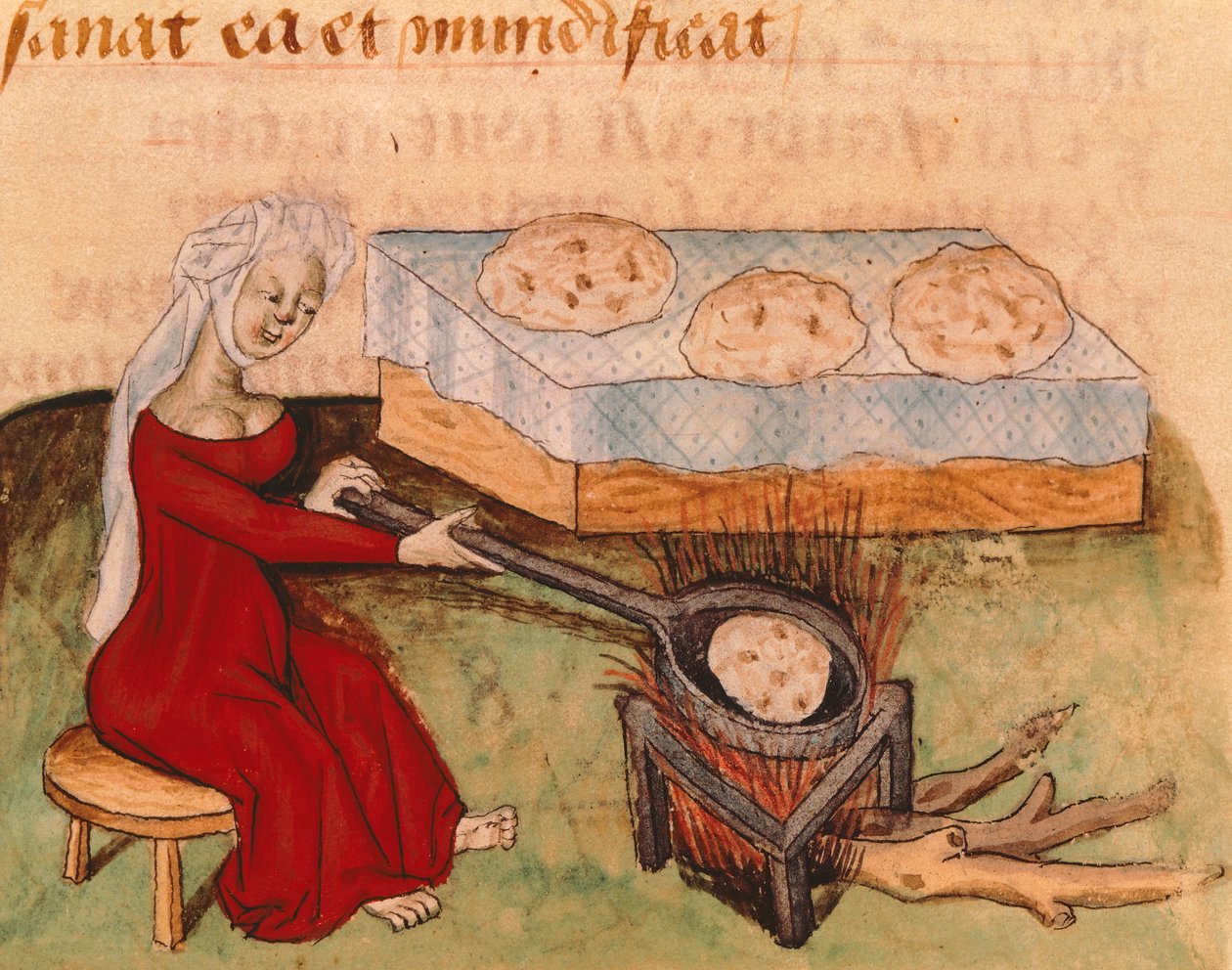 Página do Tractatus de Herbis da Dioscorides Pedanius de Italian School
