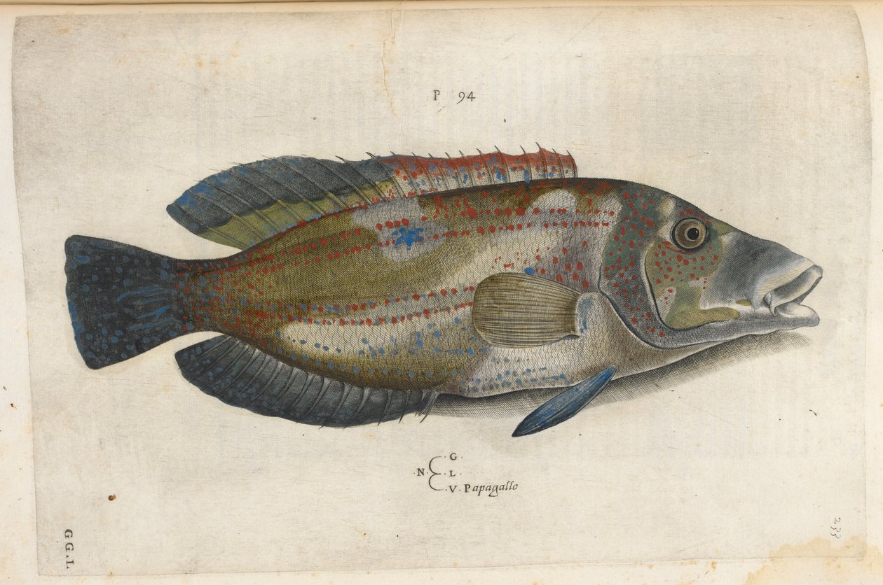 Papagaio (Nematistius pectoralis), ilustração de 