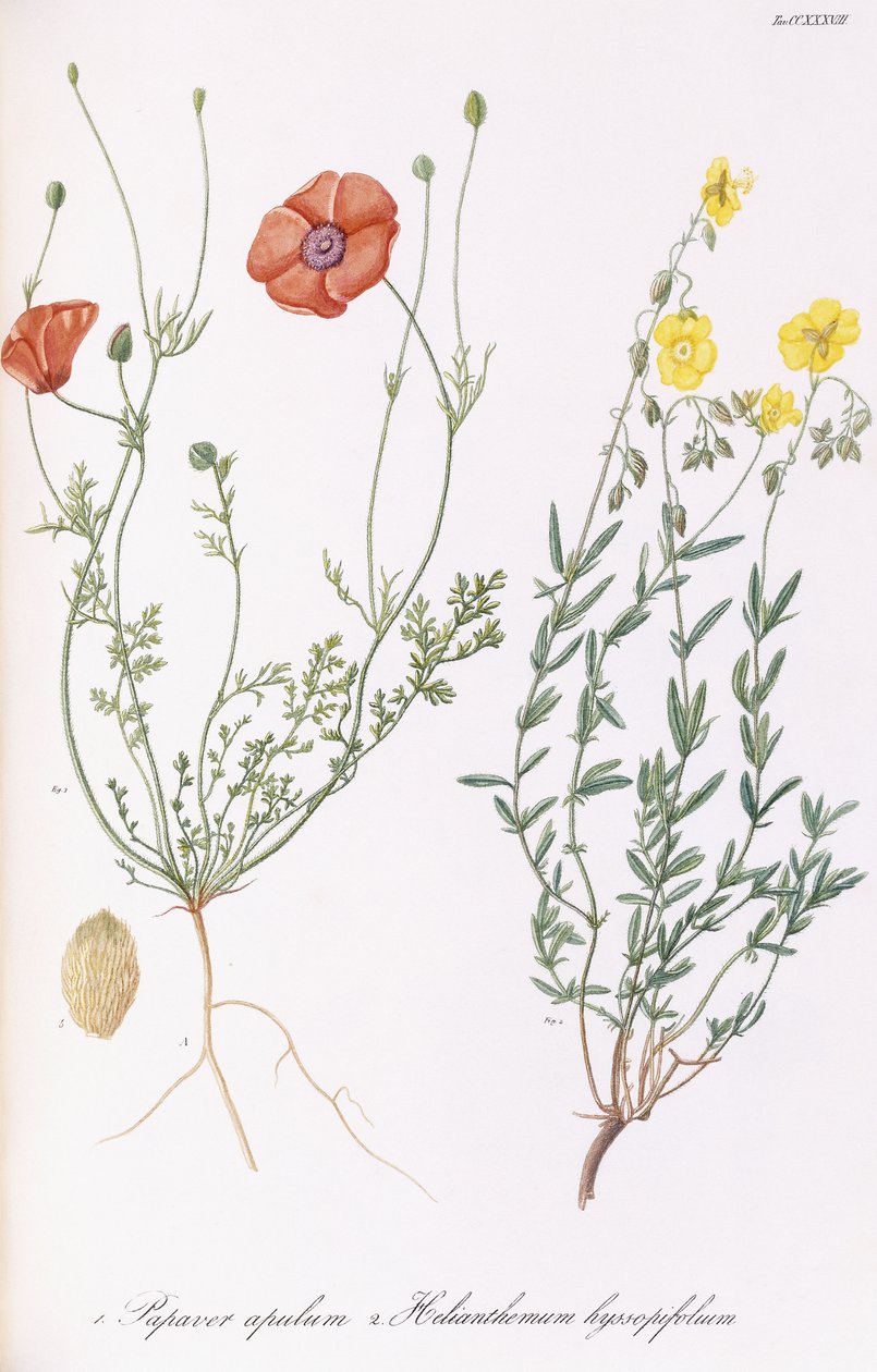 Apulum de Papaver e Helianthemum hyssopifolum, 1811-1838 de Italian School
